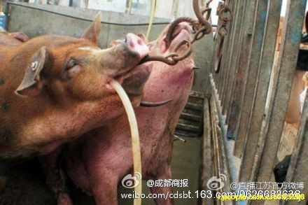 注膠豬肉