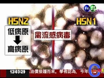 h5n2病毒