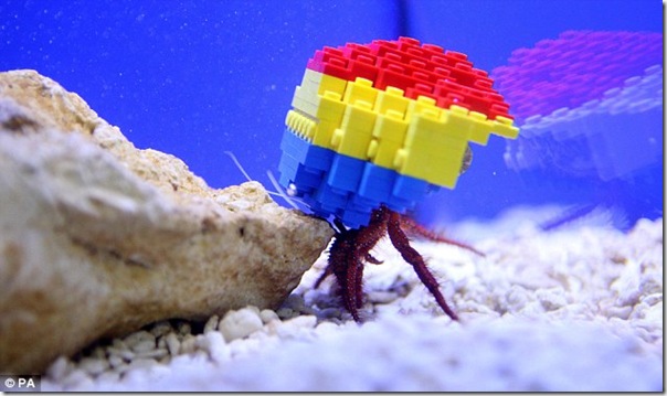 lego 寄居蟹