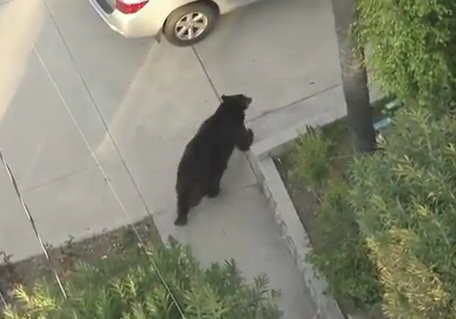轉角遇到熊